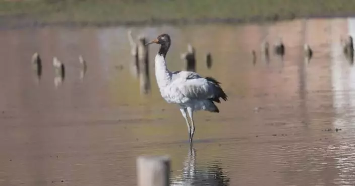 Record number of black-necked cranes leaving Yunnan for breeding in north