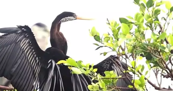 Oriental Darter observed for first time in China’s Guangdong