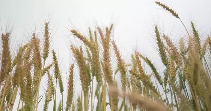 Disruption in Strait of Hormuz could trigger global food security crisis: FAO
