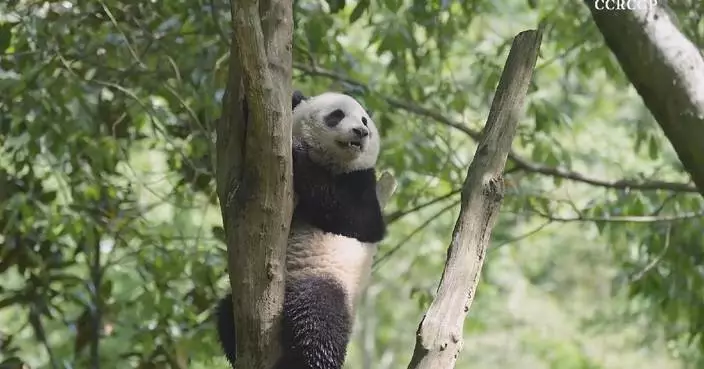 Giant panda cub climbing, resting on tree
