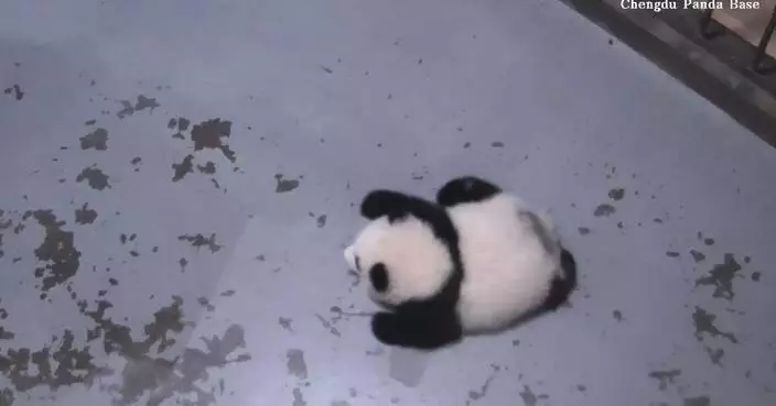 Giant panda cub’s embarrassing ‘bed-wetting’ moment captured on camera