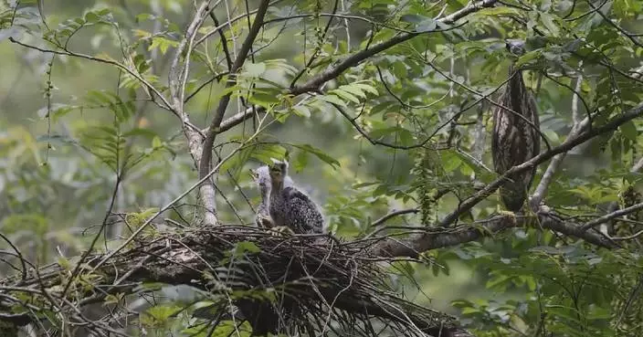 Endangered white-eared night heron hatches three chicks in Jiangxi
