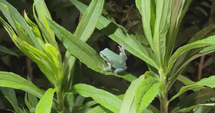 100 endangered spotless tree frogs released into wild in Nanjing