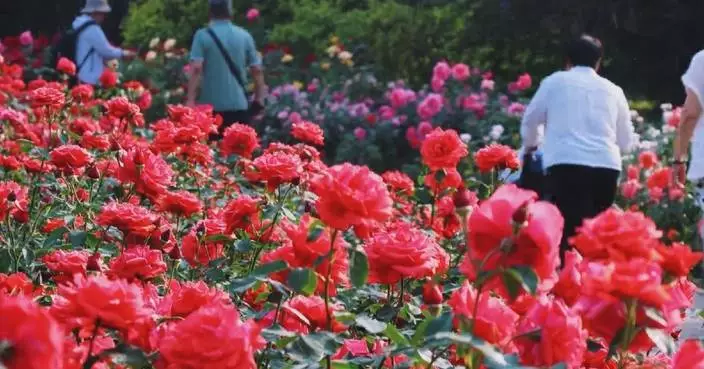 Roses bloom across Beijing in full splendor
