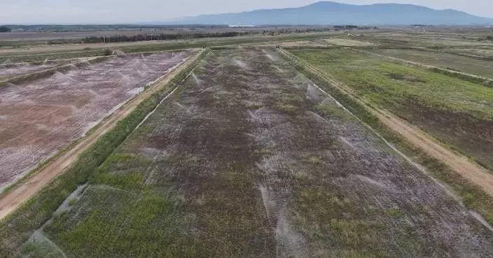 Space-bred cranberry seedlings transplanted into fields in northeast China