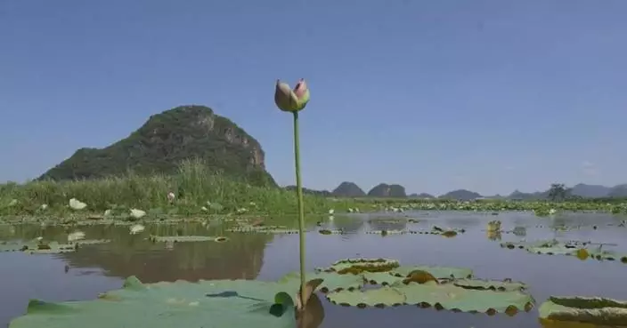 Rare twin lotus flowers wow tourists in southwest China’s Yunnan