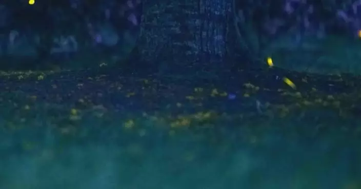 Xishuangbanna welcomes peak firefly season