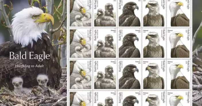 Postal Service releases special edition bald eagle stamps for America’s 250th