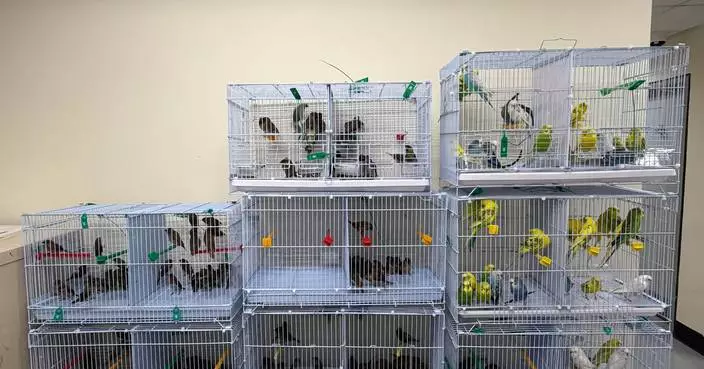 Hong Kong Customs Seizes 242 Illegal Birds Worth $48,400 at Lok Ma Chau Control Point