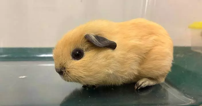 Hong Kong Customs Seizes Seven Illegally Imported Animals, Arrests Passenger at Control Point