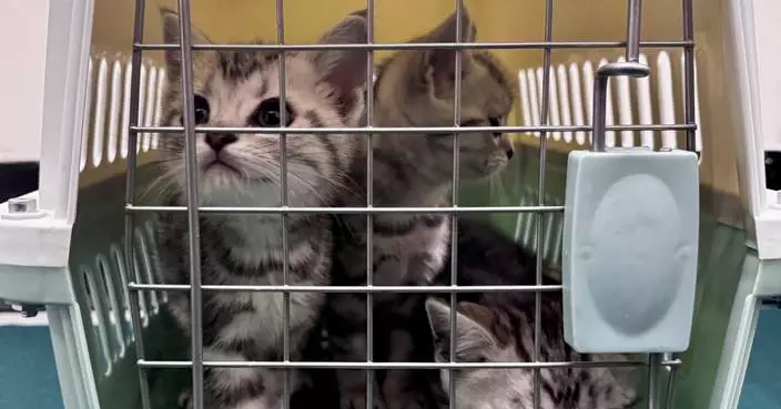Hong Kong Customs Seizes Six Illegal Cats Worth $60,000 at Lok Ma Chau Control Point