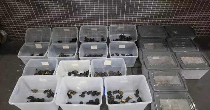 Hong Kong Customs Seizes 427 Turtles and Lizards in Smuggling Busts at Border Control Points
