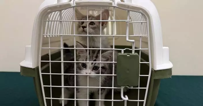 Hong Kong Customs Seizes Four Illegal Live Cats Worth $70,000 at Control Point