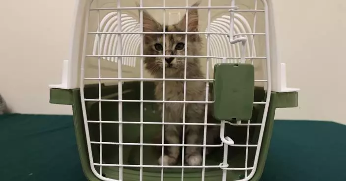 Hong Kong Customs Seizes Live Cat with An Estimated Market Value of About $25,000 in Illegal Import Case