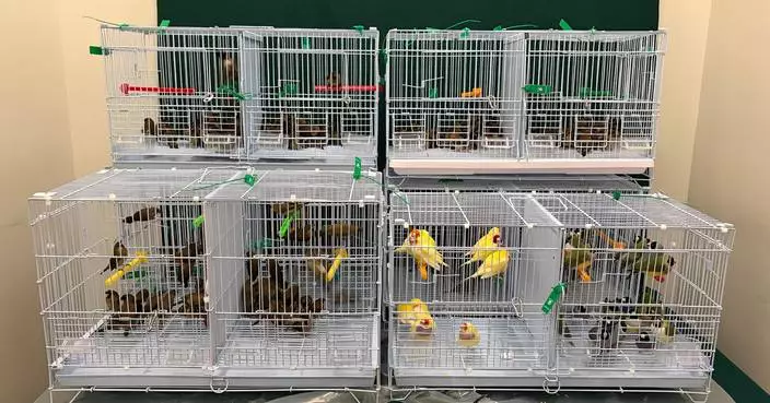 Hong Kong Customs Seizes 278 Illegally Imported Live Birds Worth $800