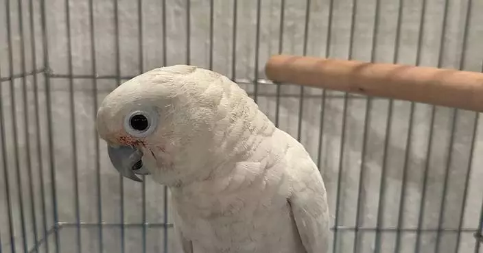 AFCD seizes 18 endangered parrots in Lau Fau Shan operation, arrests two men for illegal possession.