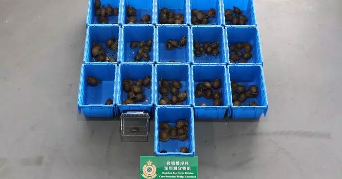 Hong Kong Customs Seizes 153 Endangered Turtles Worth $1.58 Million at Shenzhen Bay Control Point