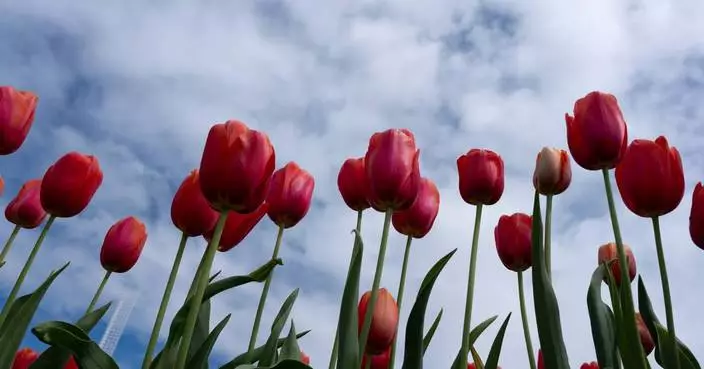 Scientists say don’t forget about plants. Climate change is endangering tens of thousands of species