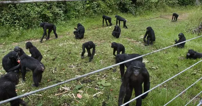 A rare sanctuary in Congo looks after baby bonobos away from poaching threat