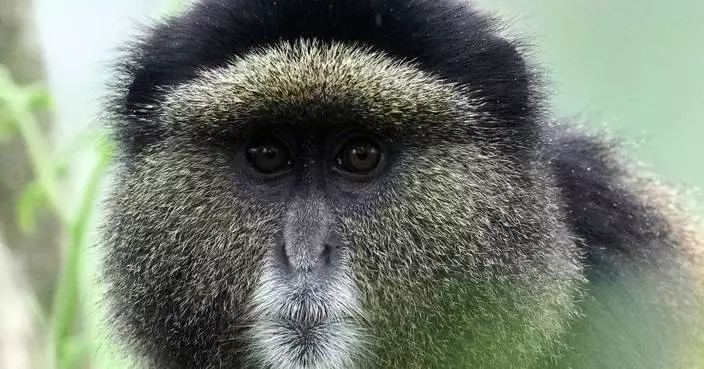 How collecting DNA samples in the wild could transform conservation