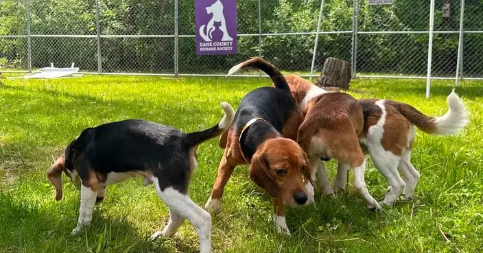 Black Sabbath bass player, Debbie Gibson praise effort to find new homes for beagles
