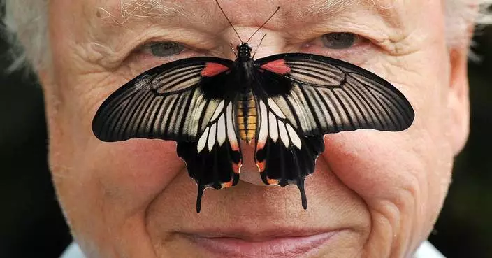 David Attenborough, the excited but hushed voice of nature programs, turns 100