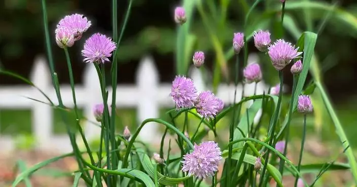 Microgardening means getting a surprisingly big harvest from a windowsill or balcony garden