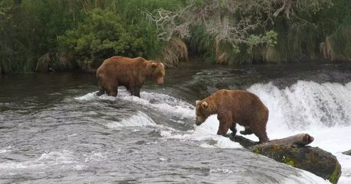 Alaska wildlife agents can kill bears from helicopters in an effort to protect caribou, judge says
