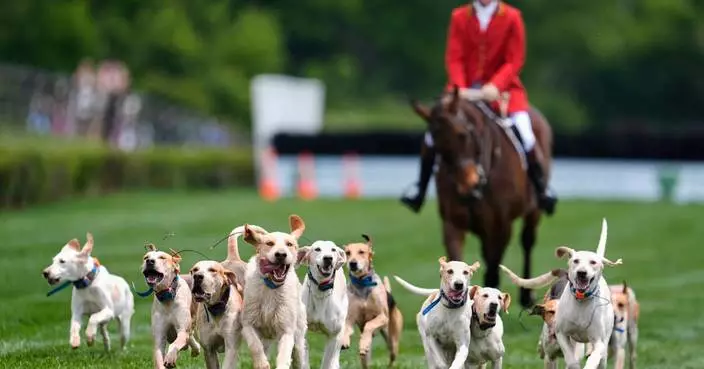 At the Iroquois Steeplechase, the foxhounds kick off the horse races with a howling fun dog parade