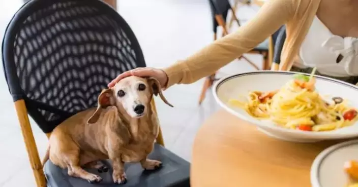 Applications For Allowing Dogs to Enter Food Premises to Commence From May 18
