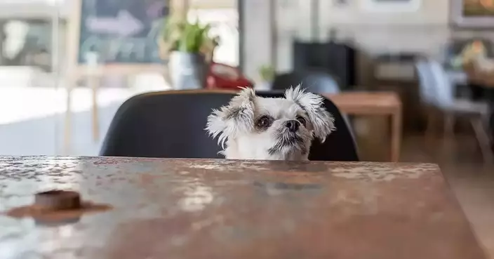 Guidelines Released for Restaurants Allowing Dogs to Enhance Food Safety and Customer Experience