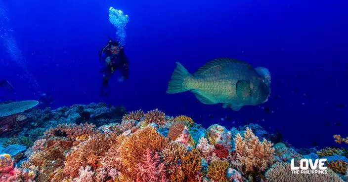 The Coral Triangle’s Crown Jewel: Diving the Philippines’ Protected Reefs