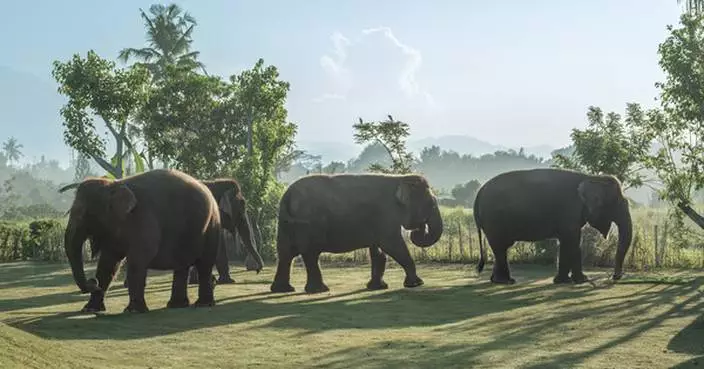 Bali Zoo Launches Elephant Explorer, A New Approach to Meaningful Elephant Encounters