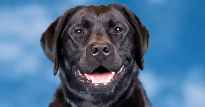 USAA Introduces Smoky: A K9 Ambassador Rooted in Military Heritage and Well-being