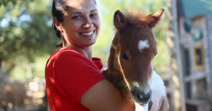 A month-old pony moves to a 4th-floor apartment in Croatia. Neighbors don’t mind
