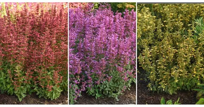 The AP’s gardening expert has a list of 10 top-performing new plants for this season