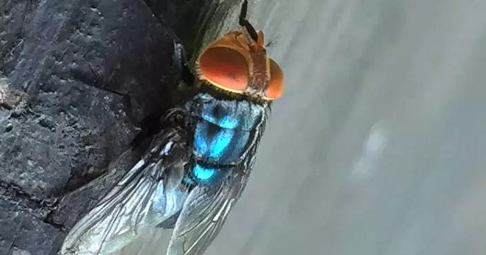 What to know about the New World screwworm fly and its reappearance in the US