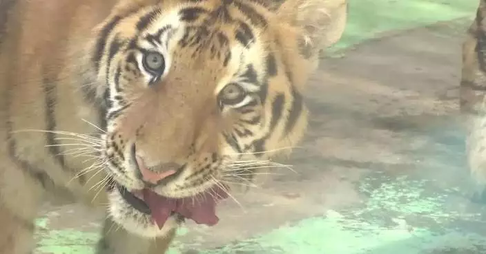 Six tiger cubs celebrate first birthday with local children in Xi’an