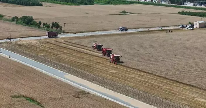 Farmers in leading wheat producing region in north China busy harvesting summer crops