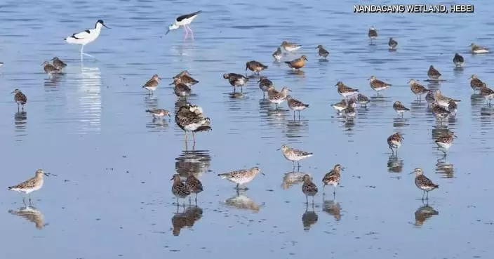 Ruffs spotted at Hebei’s wetland for first time