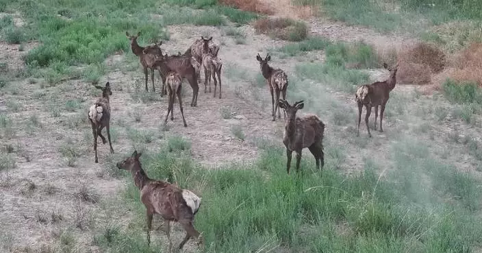 Rare wild red deer spotted at Xinjiang park
