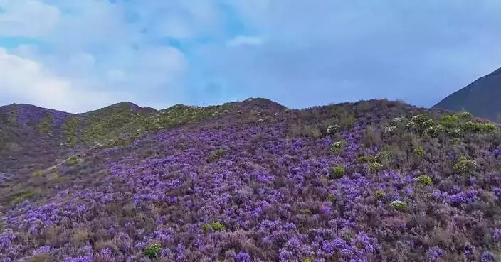 Blooming wild rhododendron blankets China’s Qinghai plateau