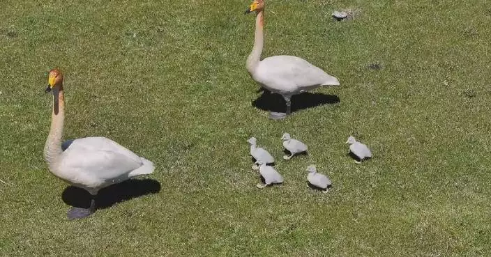 Rare whooper swan family spotted in Xinjiang wetland