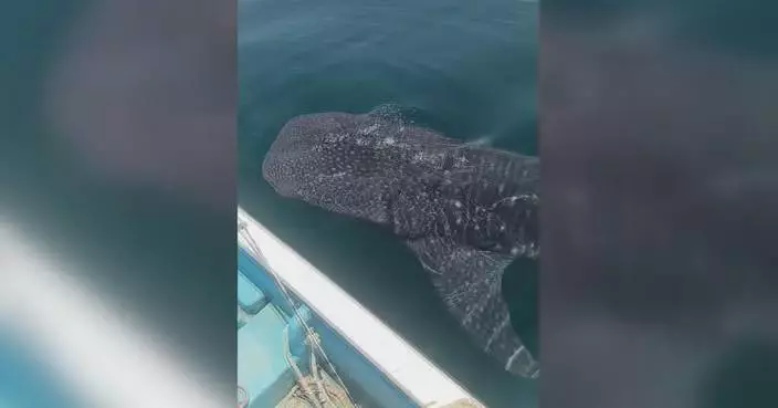 Guangxi fisherman films close encounter with whale shark at sea