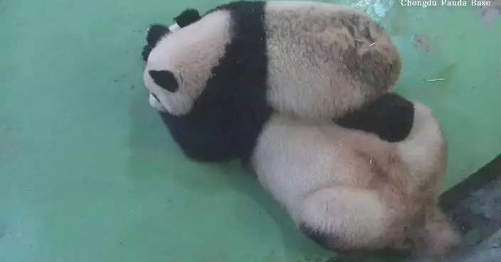Giant panda cub plays mischievously on mother’s back