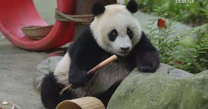 Giant pandas seen happily munching away on beloved bamboo shoots