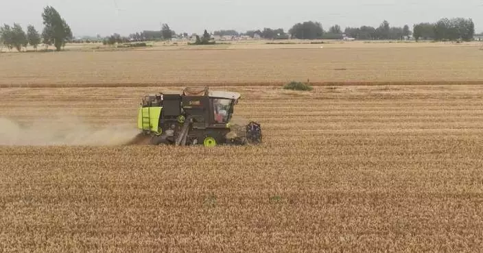 China’s wheat harvest tops 40 percent amid large-scale machinery deployment