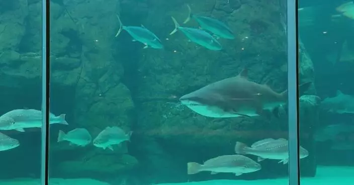 South Africa promotes sustainable seafood consumption to protect sharks