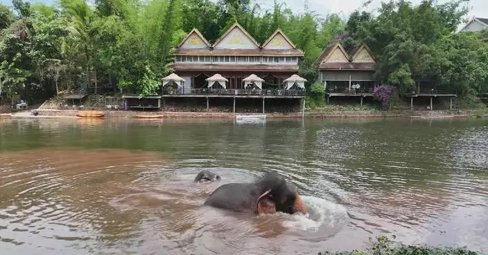 Wild Asian elephants spotted cooling off in river to beat summer heat in Yunnan