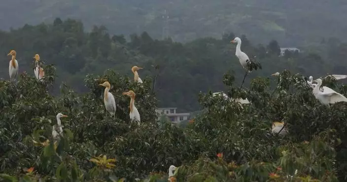 Large number of birds flock to key migration path in Jiangxi